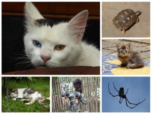 chez_aina_guesthouse_animales