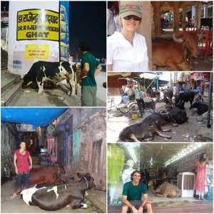 mas_vacas_en_Varanasi