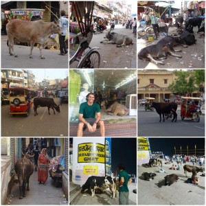 vacas_sagradas