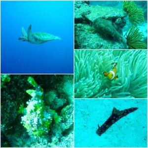 animales_durante_el_buceo