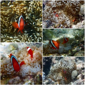 nemo