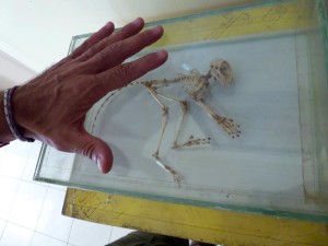 tamaño_del_tarsier