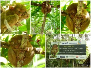 tarsier