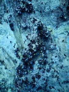 mejillones_en_el_Barracuda_Lake