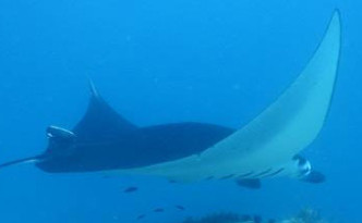 liveaboard_en_komodo_1