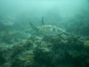 tortuguita_a_la_vista