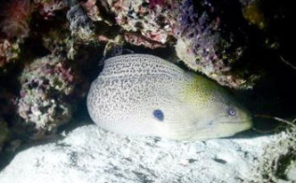 liveaboard_en_komodo