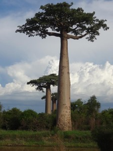 0398._baobabs