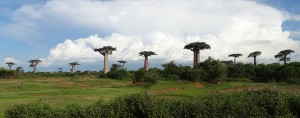 0399._baobabs