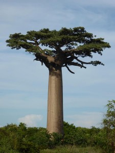 0401._baobabs