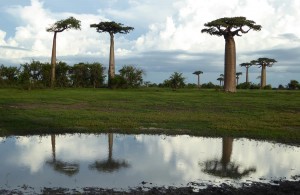 0402._baobabs