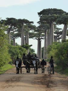 0405._avenida_de_los_baobabs