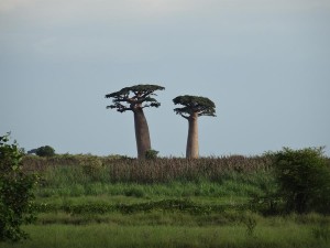 0407._pareja_de_baobabs