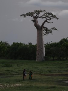 0410._baobab_con_niños