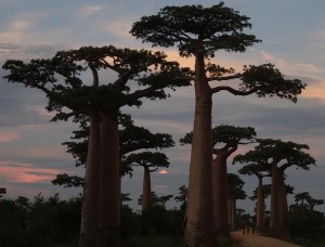 0412._avenida_de_los_baobabs
