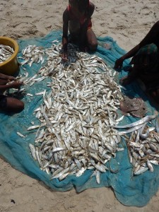 0429._pesca