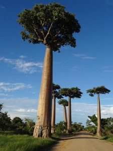 0449._abrazando_un_baobab    