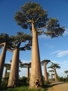 0452._avenida_de_los_baobabs    