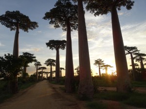 0456._avenida_de_los_baobabs_vacia    