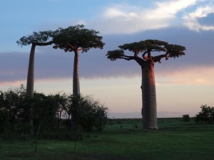 0458._baobabs    