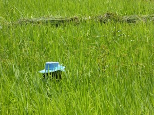 0481._camino_de_Manakara