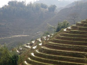 0766._terrazas_de_arroz_en_Sapa