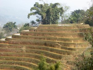0767._terrazas_de_arroz_en_Sapa