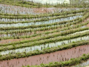 0770._campos_de_arroz
