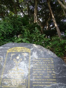0911._arbol_de_mas_de_800_años 