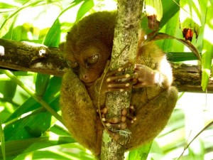 1825. Tarsier