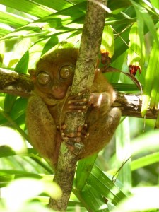 1827. Tarsier