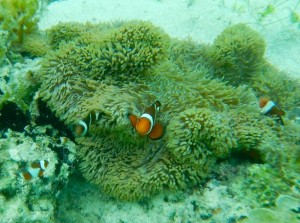 1900. snorkel en Twin Reef