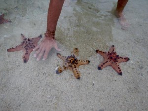 1908. Starfish Island 