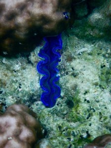 2005. snorkel     
