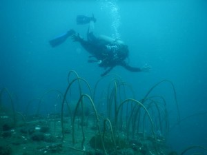2085. buceando el Morazan Maru  