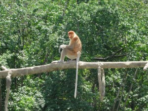 2368. los monos narigudos de Borneo