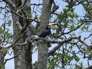2373. el Hornbill