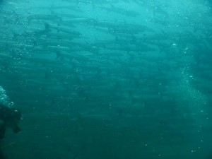 2442. buceando en Sipadan con barracudas 