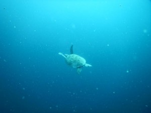 2457. tortuga en Sipadan