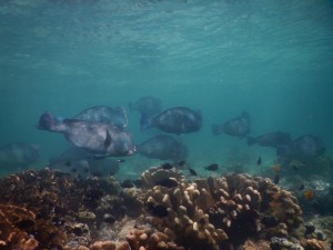 2469. buceando en Sipadan con Bumphead Parrotfish  