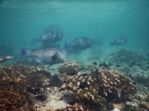 2470. buceando en Sipadan con Bumphead Parrotfish  