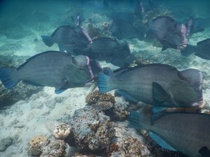 2474. buceando en Sipadan con Bumphead Parrotfish  