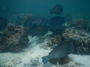 2478. buceando en Sipadan con Bumphead Parrotfish  