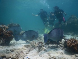 2481. buceando en Sipadan con Bumphead Parrotfish