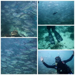 2500. Jackfish en Sipadan  