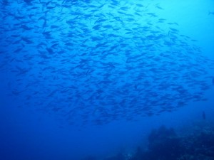 2575. bancos de peces 