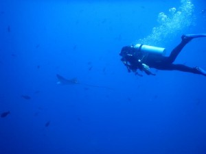 2576. eagle ray 