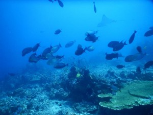 2579. eagle ray  