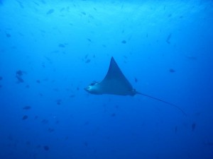 2580. eagle ray  