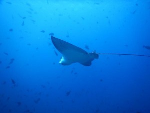 2581. eagle ray  